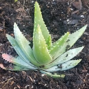 Aloe Vera Plant 2/$10